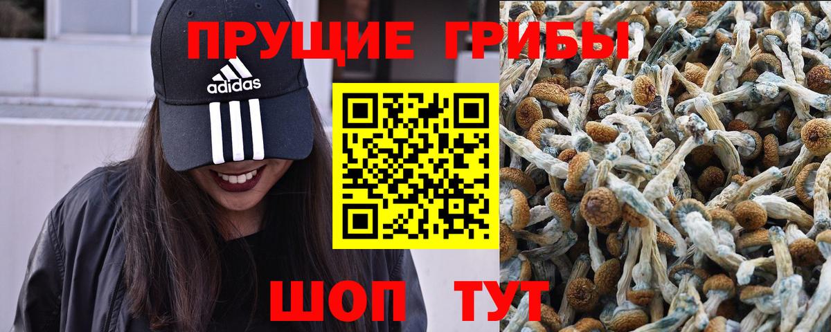 Осинники  Псилоцибиновые грибы Cubensis  Вход с VPN 